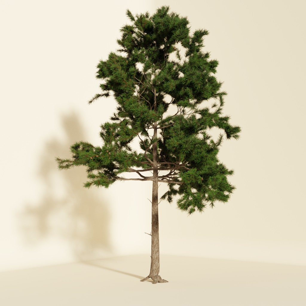 Pine Tree preview image 2